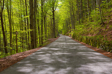 Image showing road in spring forest at sunny day