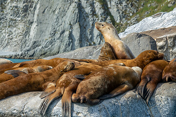 Image showing Golden brown sea lions sunning on rocks