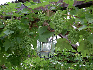 Image showing Lantern in green grapes