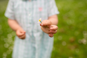 Image showing hand of baby girl holding daisy flower in summer