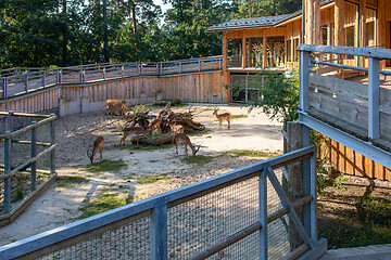Image showing antelope in the zoo