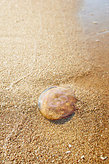 Image showing jellyfish in the sea sand