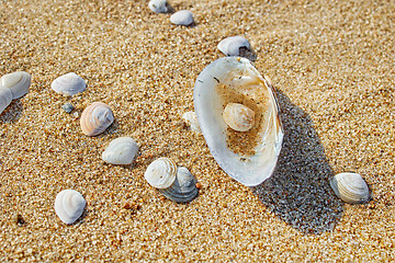 Image showing shells on the beach sand