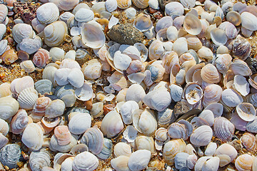 Image showing shells on the beach sand
