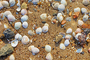 Image showing shells on the beach sand