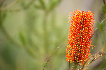 Image showing Banksia in bushland - Banksia ericifolia