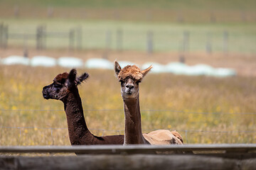 Image showing Alpaca animal in New Zealand