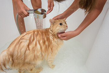 Image showing Two children bathe a lush domestic cat in the bathroom