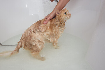 Image showing Girl\'s hands bathe a domestic cat in the bathroom