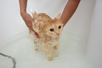 Image showing The hostess bathes a domestic cat, the cat stands in a spacious bathtub in the water