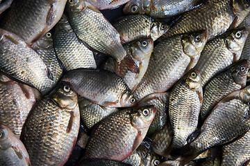 Image showing Fresh river fish background, top view