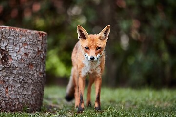 Image showing Fox at night in the countryside