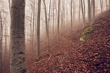 Image showing Autumn Forest Fog