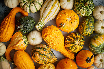 Image showing Colorful various kinds mini pumpkins on white background, top view, flat lay. Fall background.