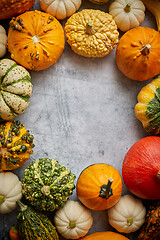 Image showing From above view of various kinds cute mini pumpkins placed in circle with space with copy space