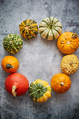 Image showing From above view of various kinds cute mini pumpkins placed in circle with space with copy space