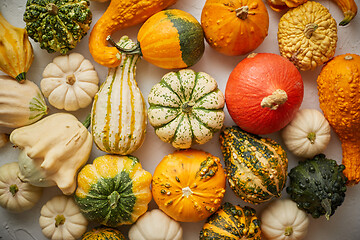 Image showing Colorful various kinds mini pumpkins on white background, top view, flat lay. Fall background.