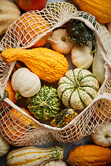 Image showing Various colorful mini pumpkins in string shopping bag. Halloween or Thanksgiving day