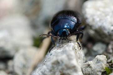 Image showing Black beetle on the go