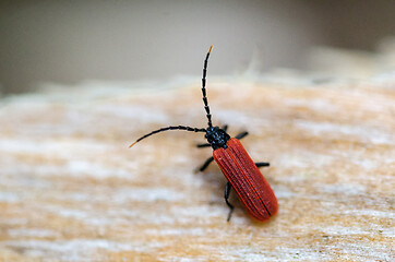 Image showing Beautiful red beetle close up