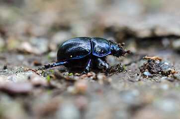 Image showing Dor beetle close up