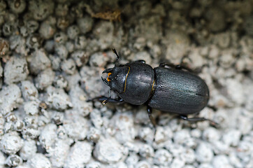 Image showing Lesser Stag Beetle close up