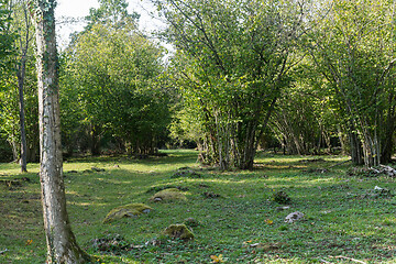 Image showing Landscape with large hazel populations