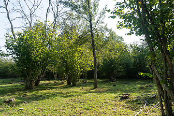 Image showing Sunlit hazel bushes meadow