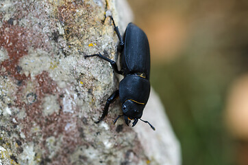 Image showing Lesser Stag Beetle closeup