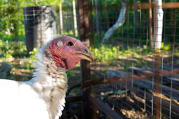 Image showing Portrait of an adult turkey in a cage