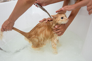 Image showing Children help mom bathe a domestic cat in the bathroom