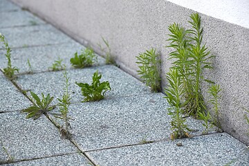 Image showing Weed growing in a deserted urban area