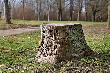 Image showing Stump of a chopped tree