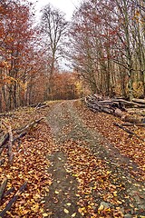 Image showing Autumn forest path