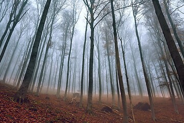 Image showing Autumn Forest Fog