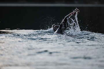 Image showing triathlon athlete swimming on lake in sunrise wearing wetsuit