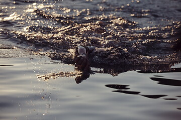 Image showing triathlon athlete swimming on lake in sunrise wearing wetsuit