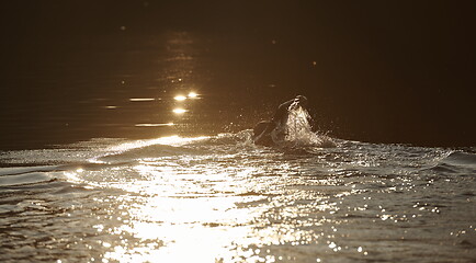 Image showing triathlon athlete swimming on lake in sunrise wearing wetsuit