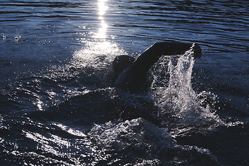 Image showing triathlon athlete swimming on lake in sunrise wearing wetsuit