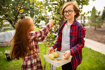 Image showing Happy brother and sister gathering apples in a garden outdoors together