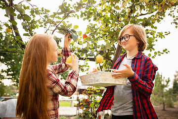 Image showing Happy brother and sister gathering apples in a garden outdoors together