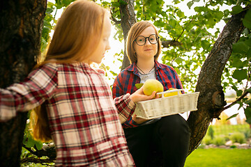 Image showing Happy brother and sister gathering apples in a garden outdoors together