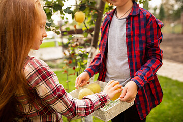 Image showing Happy brother and sister gathering apples in a garden outdoors together