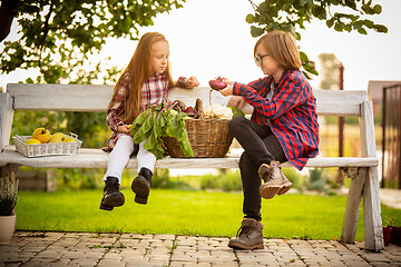 Image showing Happy brother and sister with bucket of seasonal food in a garden outdoors together