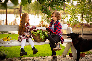Image showing Happy brother and sister with bucket of seasonal food in a garden outdoors together