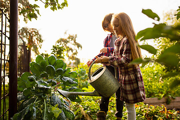 Image showing Happy brother and sister watering plants in a garden outdoors together