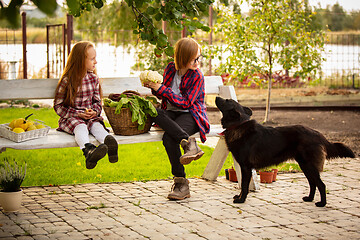 Image showing Happy brother and sister with bucket of seasonal food in a garden outdoors together