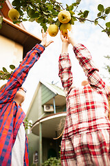 Image showing Happy brother and sister gathering apples in a garden outdoors together