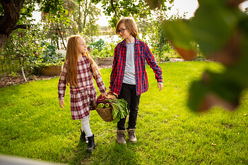 Image showing Happy brother and sister gathering apples in a garden outdoors together