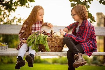 Image showing Happy brother and sister with bucket of seasonal food in a garden outdoors together